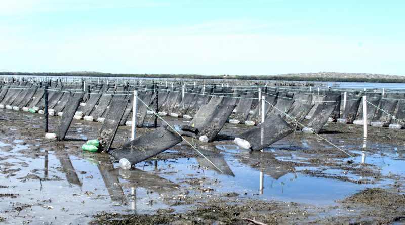 Impulsa Gobierno la acuacultura de ostión en Baja California Sur
