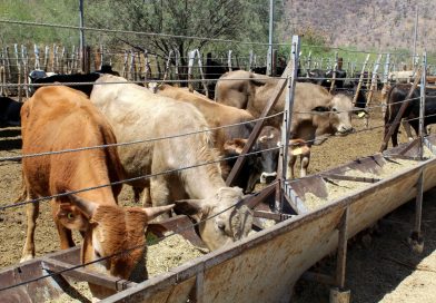 Abren mercado sonorense al ganado sudcaliforniano