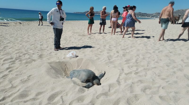Piden a usuarios de playas de Los Cabos a tener precaución con nidos de tortugas marinas