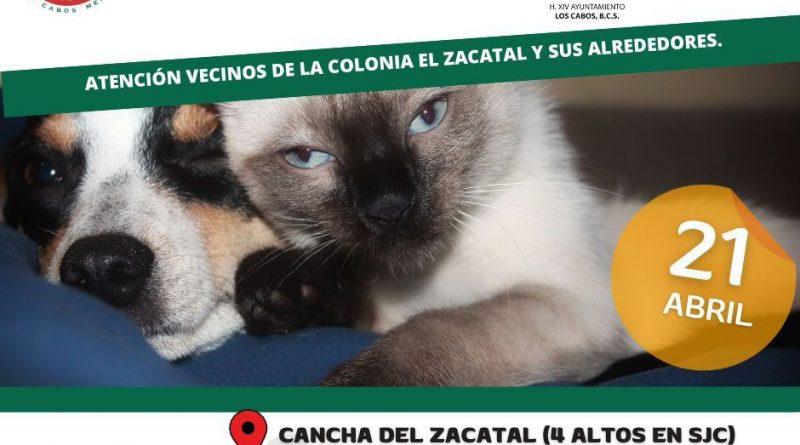 Emprenden en Los Cabos campaña gratuita de esterilización masiva canina y felina