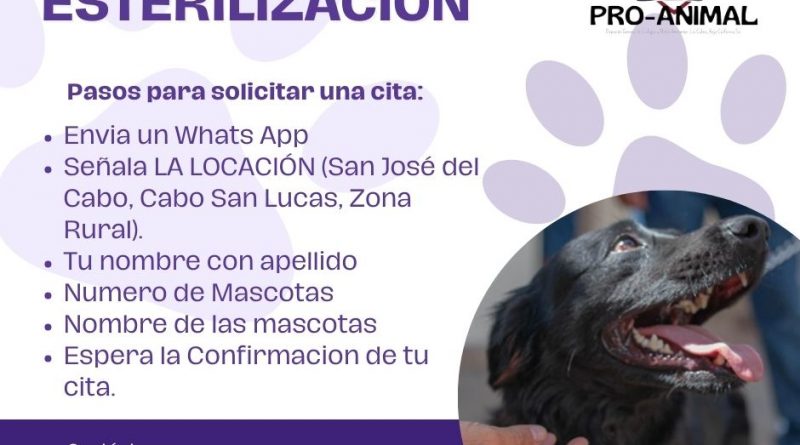 Por salud de la población de Los Cabos y bienestar animal, invitan a esterilización de perros y gatos 
