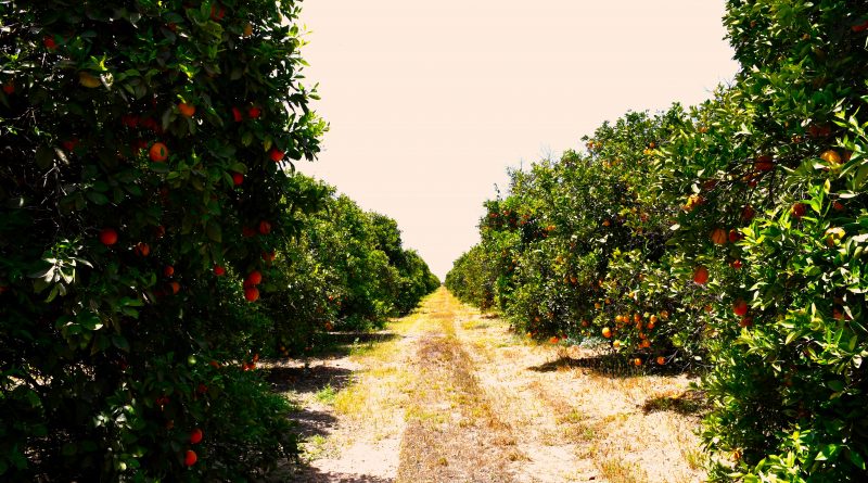 BCS produce más de 59 mil toneladas de naranja anualmente