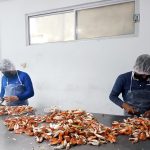 Consolida SEPADA el ordenamiento pesquero y acuícola en BCS