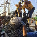 Establece CONAPESCA veda de Langosta azul, verde y roja en BCS; anuncia levantamiento en pesqueria de abulón azul