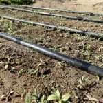 Implementa SEPADA estrategias para el uso eficiente del agua en la agricultura