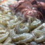 Llama IMSS Baja California Sur a consumir pescados y mariscos