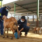 UABCS capacita a estudiantes y productores locales en nutrición de cabras y ovejas