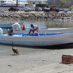 Fortalece SEPADA organización y desarrollo del sector pesquero y acuícola en BCS