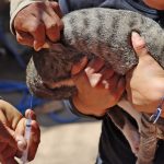 Realiza Salud estatal campaña de vacunación antirrábica canina y felina