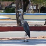 UABCS edita Guía de Aves de su Campus La Paz en su 50 aniversario