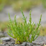 Investigación de la UABCS aborda el potencial de la salicornia