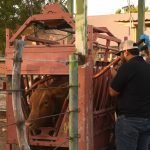 SEPADA prepara inicio del barrido de tuberculosis bovina 2026-2030 en Loreto
