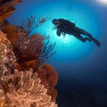 UABCS, institución mexicana con mayor representación de expertos en capítulo del reporte mundial sobre arrecifes de coral