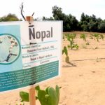 Analizan en la UABCS viabilidad económica del cultivo del nopal como alternativa productiva para zonas áridas