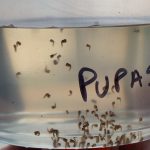 Recomienda IMSS Baja California Sur reforzar medidas preventivas contra dengue, Zika y Chikungunya durante temporada de lluvias