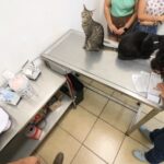 Concluye con éxito campaña de esterilización felina coordinada por la UABCS